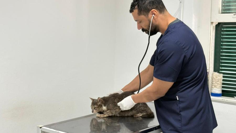 São Leopoldo lança Programa de Combate à Esporotricose com foco em animais e saúde pública